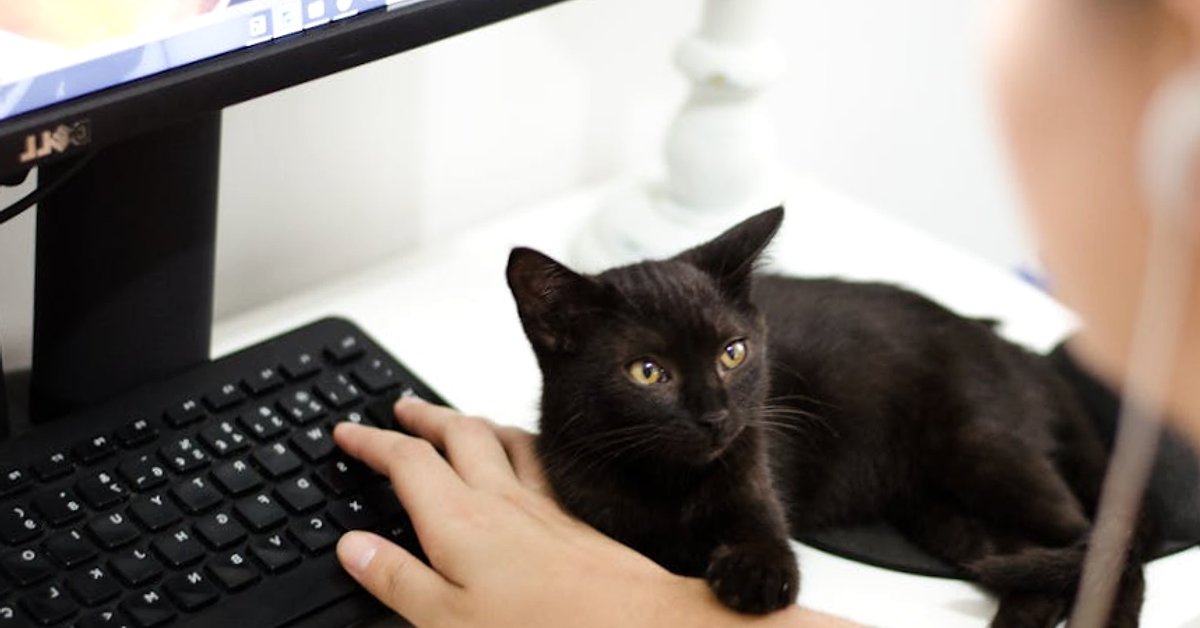 DeepSeek kontra OpenAI: jak spór o kopiowanie modeli może zmienić rynek sztucznej inteligencji