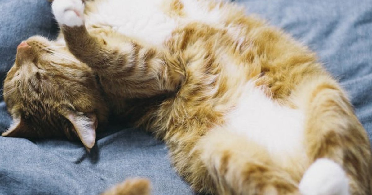 From Chatbots to AI Workers: How LLM Agents Are Reshaping Digital Work