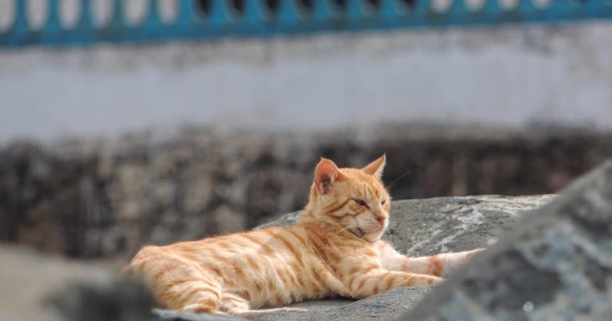 Jak budować domenowych ekspertów LLM: od modeli ogólnych do wyspecjalizowanych asystentów biznesowych