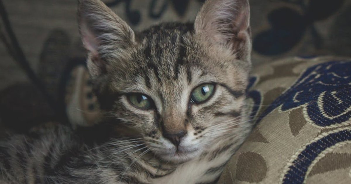 Kontrowersyjna funkcja kontaktów w ChatGPT: dokąd prowadzi „uspołecznianie” asystentów AI?