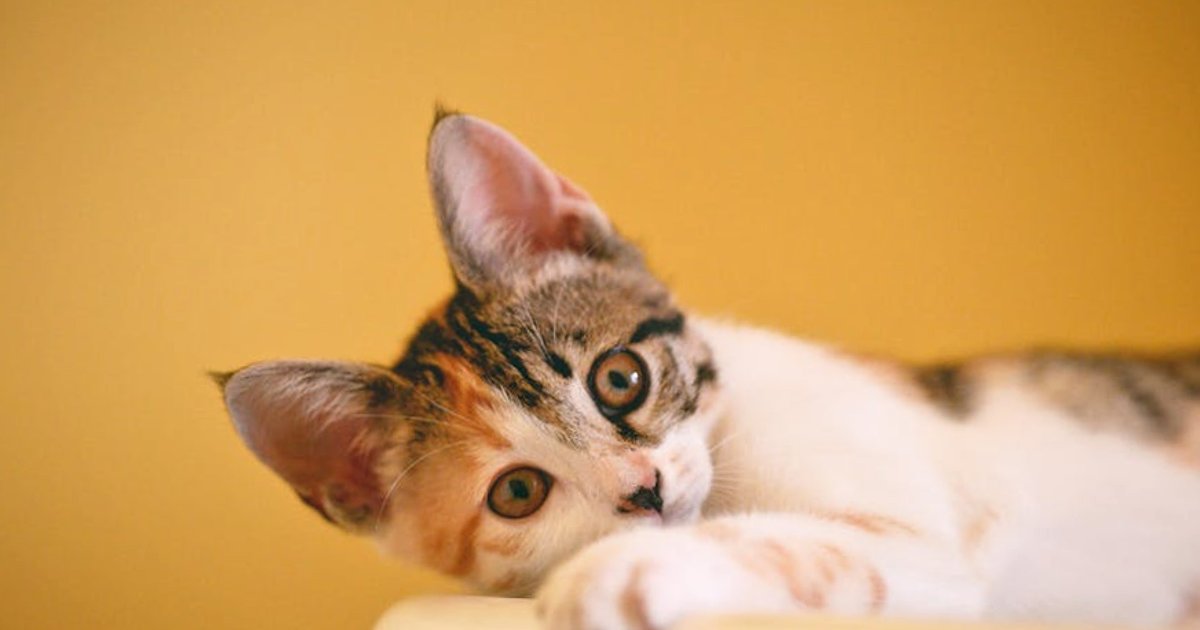 LLM Compliance by Design: How to Build Legally Sound and Trusted AI Products