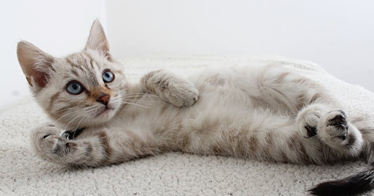 LLM Roadmap 2026–2028: Megatrendy, które zdefiniują strategię produktów i firm