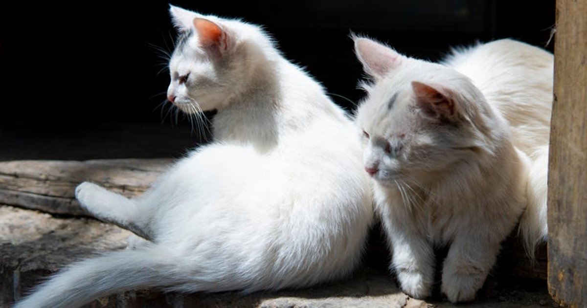 Open vs Closed LLMs in 2026: How to Choose the Right AI Stack for Your Next Project