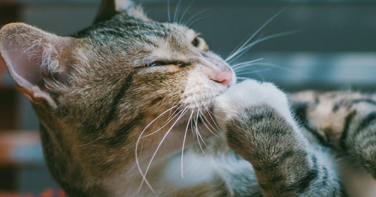 Praktyczny stos LLM dla solo founderów i małych zespołów w Europie