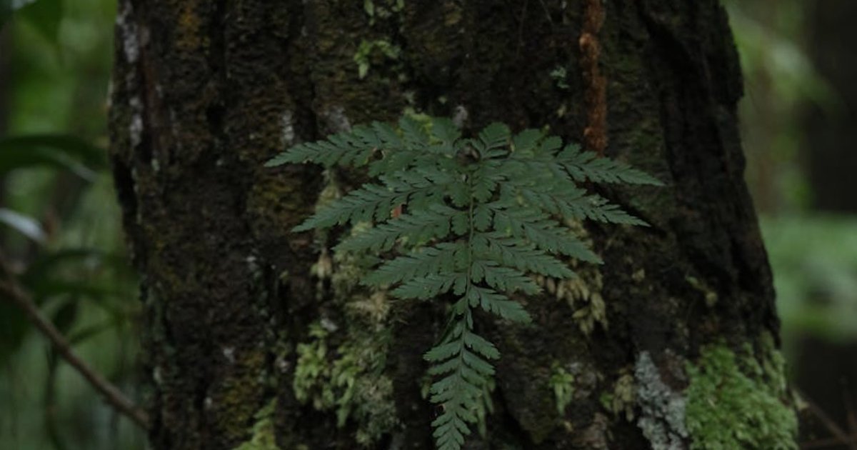 AI Fluency Index Anthropic: czy Polacy są gotowi na epokę AI?