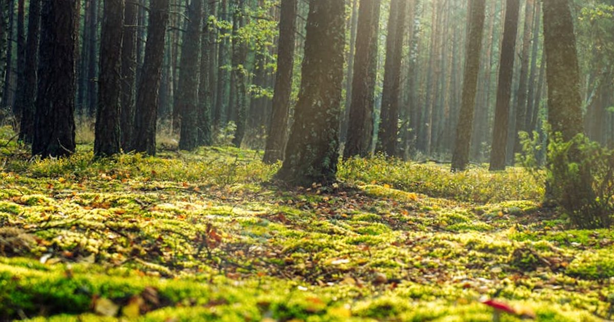 Anthropic kontra Pentagon: gdzie kończy się obrona, a zaczyna masowa inwigilacja z użyciem AI