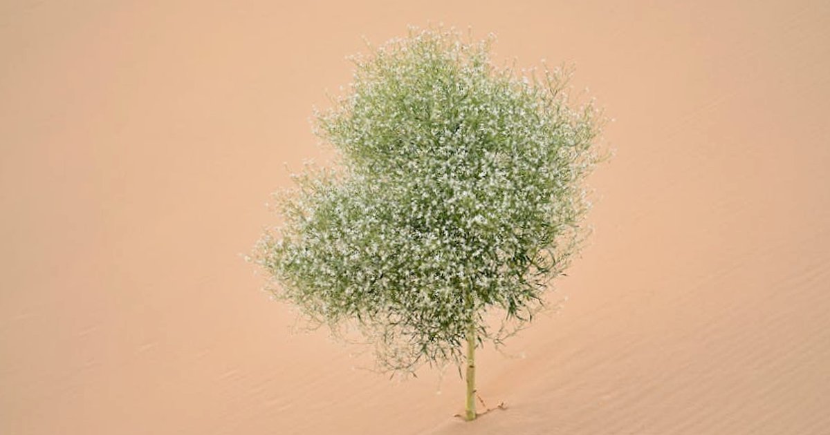 Anthropic kontra Pentagon: test granic etycznej sztucznej inteligencji w wojsku USA