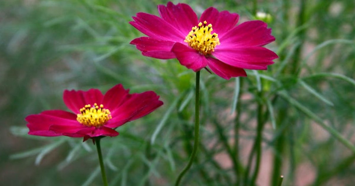 Claude Cowork a przyszłość SaaS: jak agenci AI zmieniają ryzyko i wyceny spółek chmurowych