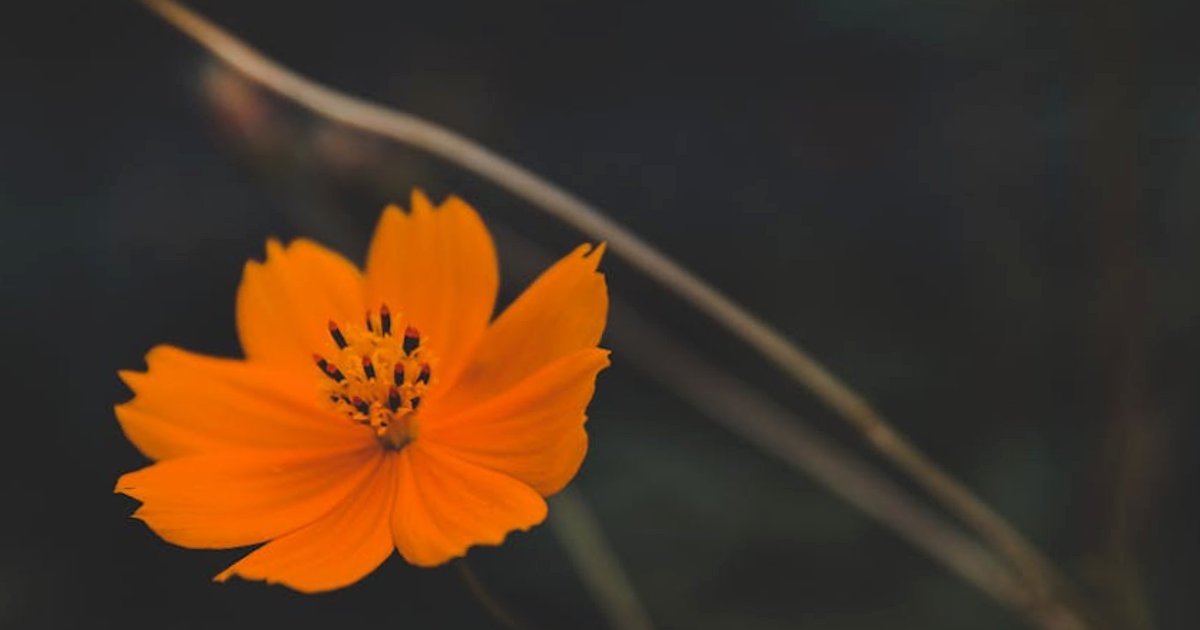 Claude Skills w praktyce: jak w jedno popołudnie zbudować własny skill dla Claude