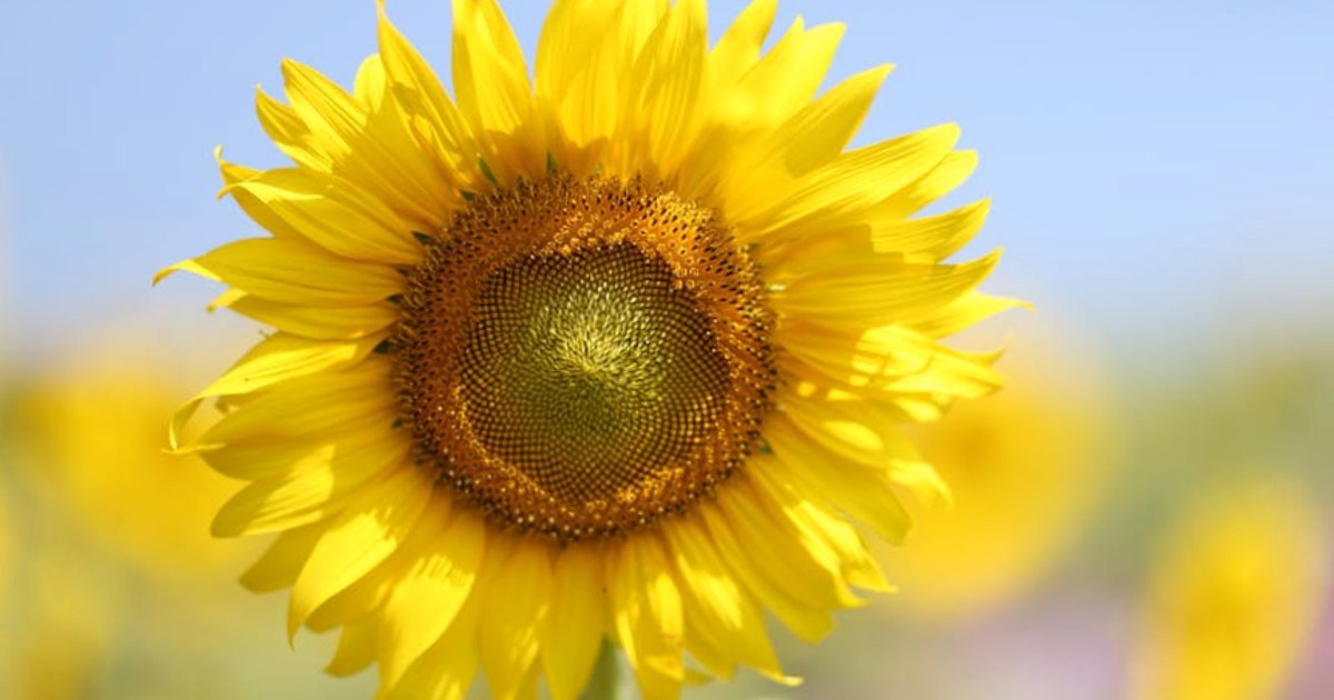 Jak rosnące ceny paliw przyspieszają elektryfikację transportu: lekcje z Tajlandii dla Polski