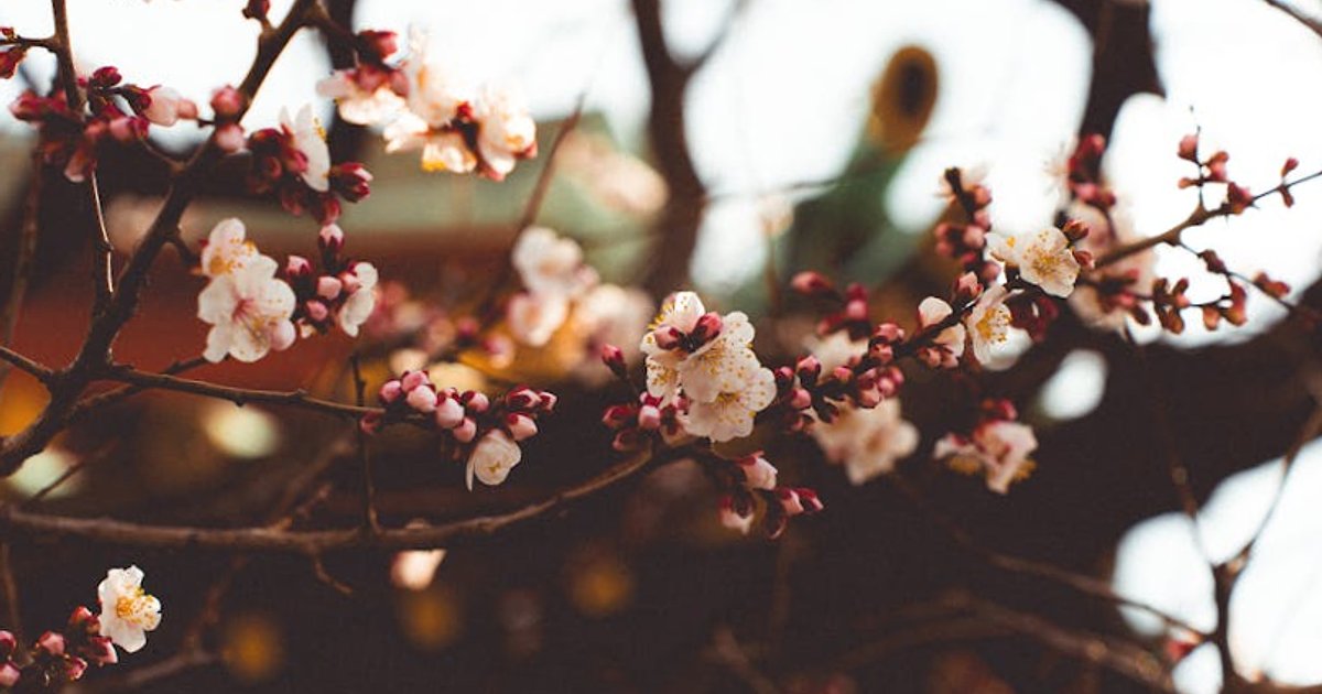 Pogoda w Japonii w czerwcu a zmiany klimatu: jak naprawdę wygląda początek lata