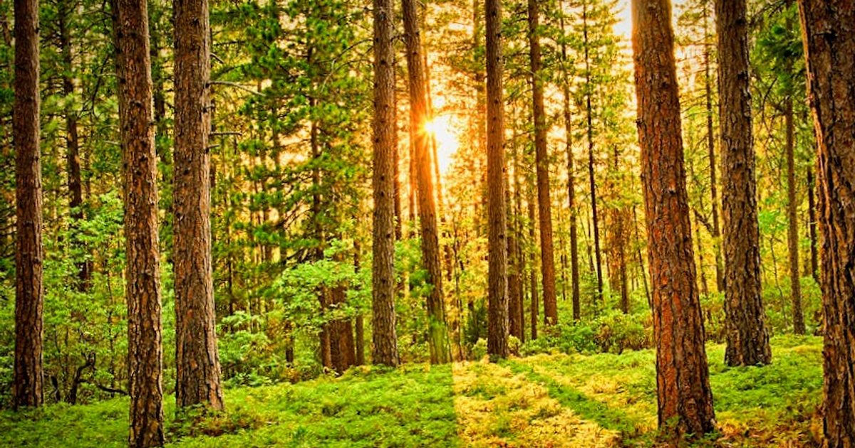 Sztuczna inteligencja na wojnie: jak Claude AI zmienił decyzje o ataku na Iran