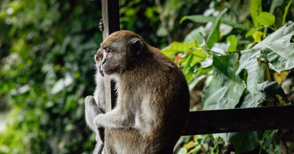 Tanie chińskie elektryki w Tajlandii: lekcja przyspieszonej transformacji dla świata