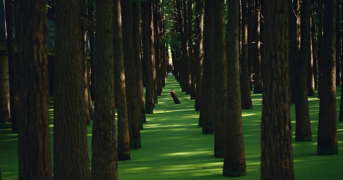 „Woke AI” kontra Trump: co oznacza blokada Anthropic dla przyszłości wojskowej sztucznej inteligencji