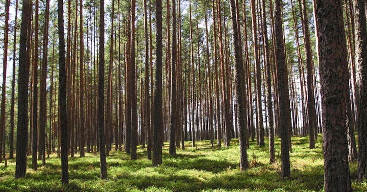 Zakaz Anthropic a atak na Iran z użyciem jej AI: nowy chaos w polityce obronnej USA